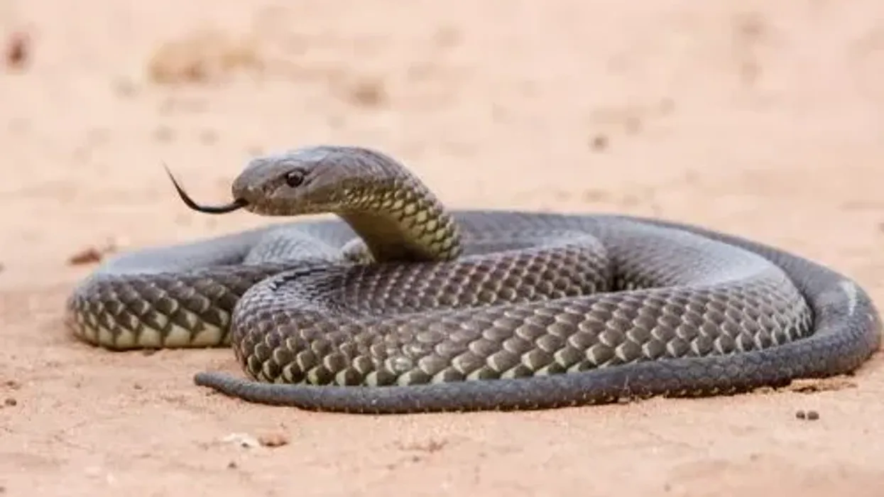 King Brown Snake facts that they are one of the most venomous snakes found in Australia.