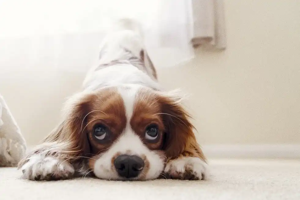 King Charles Cavalier facts are facts about a breed of dog.
