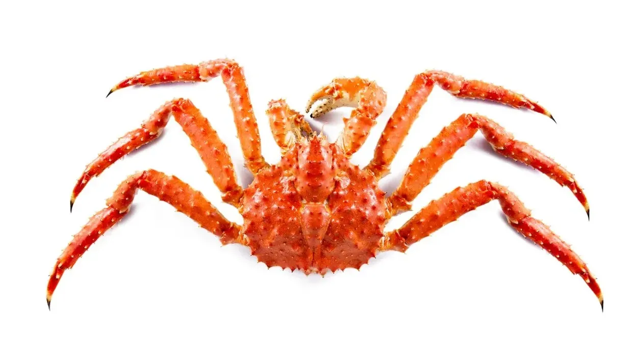 King crab facts are educational.