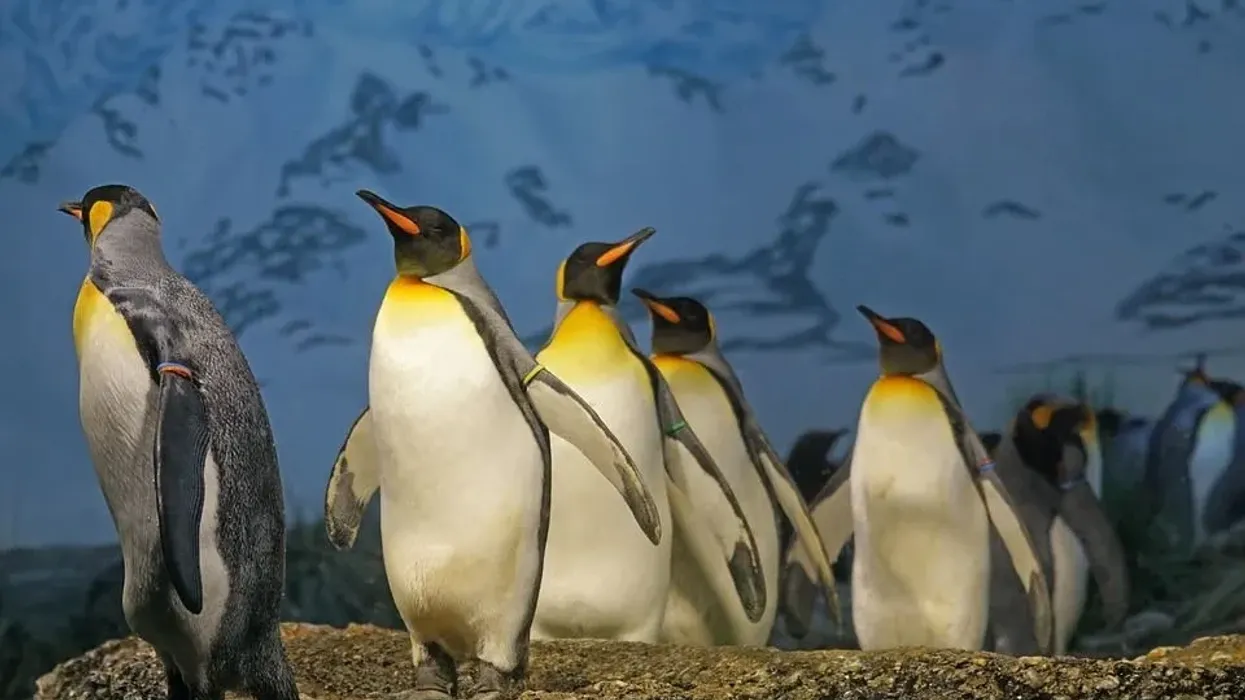 King penguin facts include all the details you need to know about these magnificent creatures.
