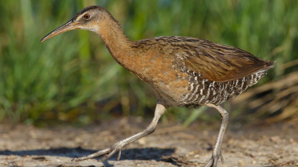 King rail facts talk about how they prefer freshwater marshes.