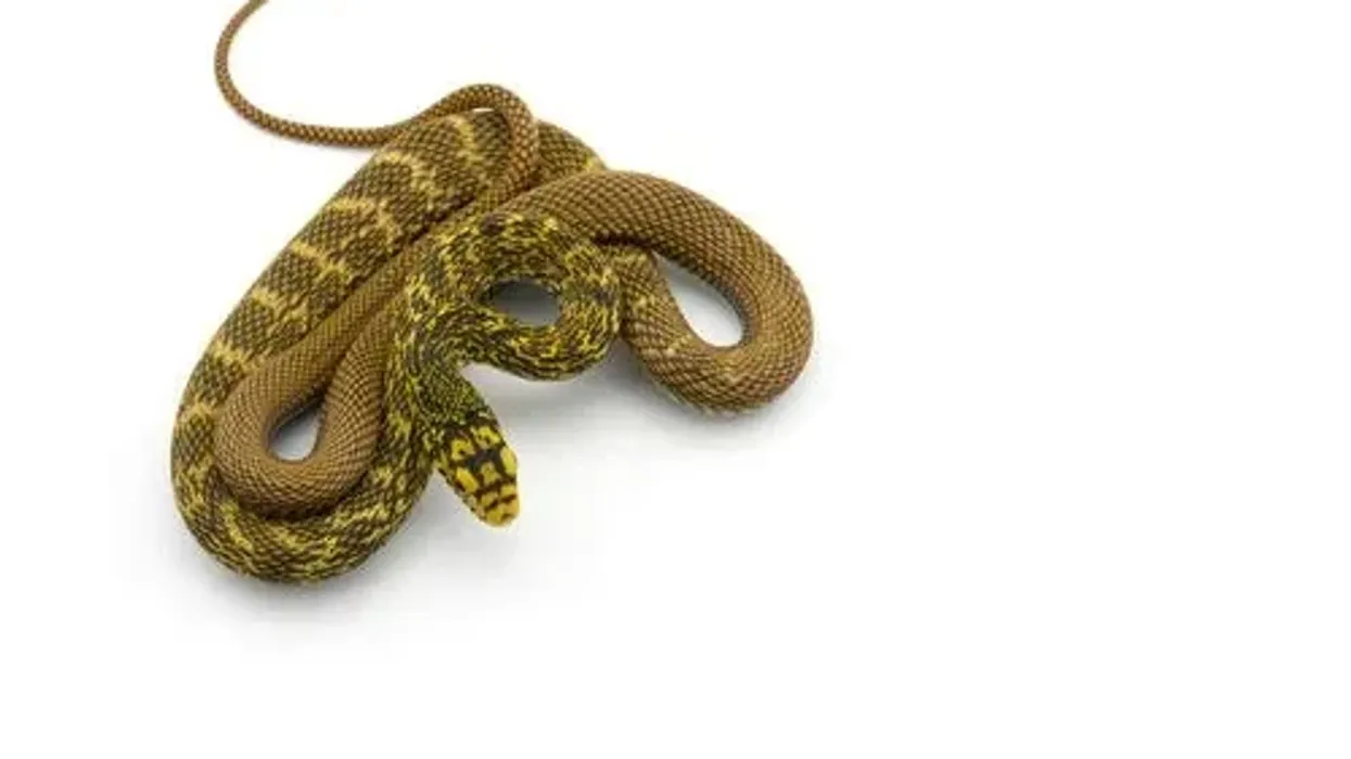 King rat snake facts about a non-venomous snake that resorts to strangulation to kill its prey.