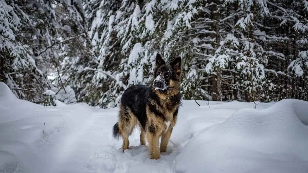 King shepherd facts about the extremely cute dog breed