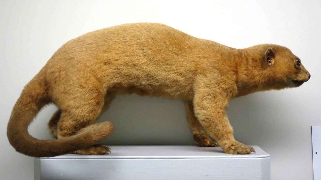 Kinkajou facts about the social species residing in tropical forests