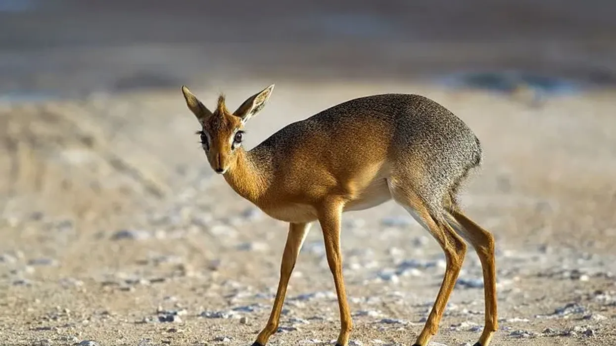 Kirk's dik-dik facts include that it is one of four species of dik-dik antelope.