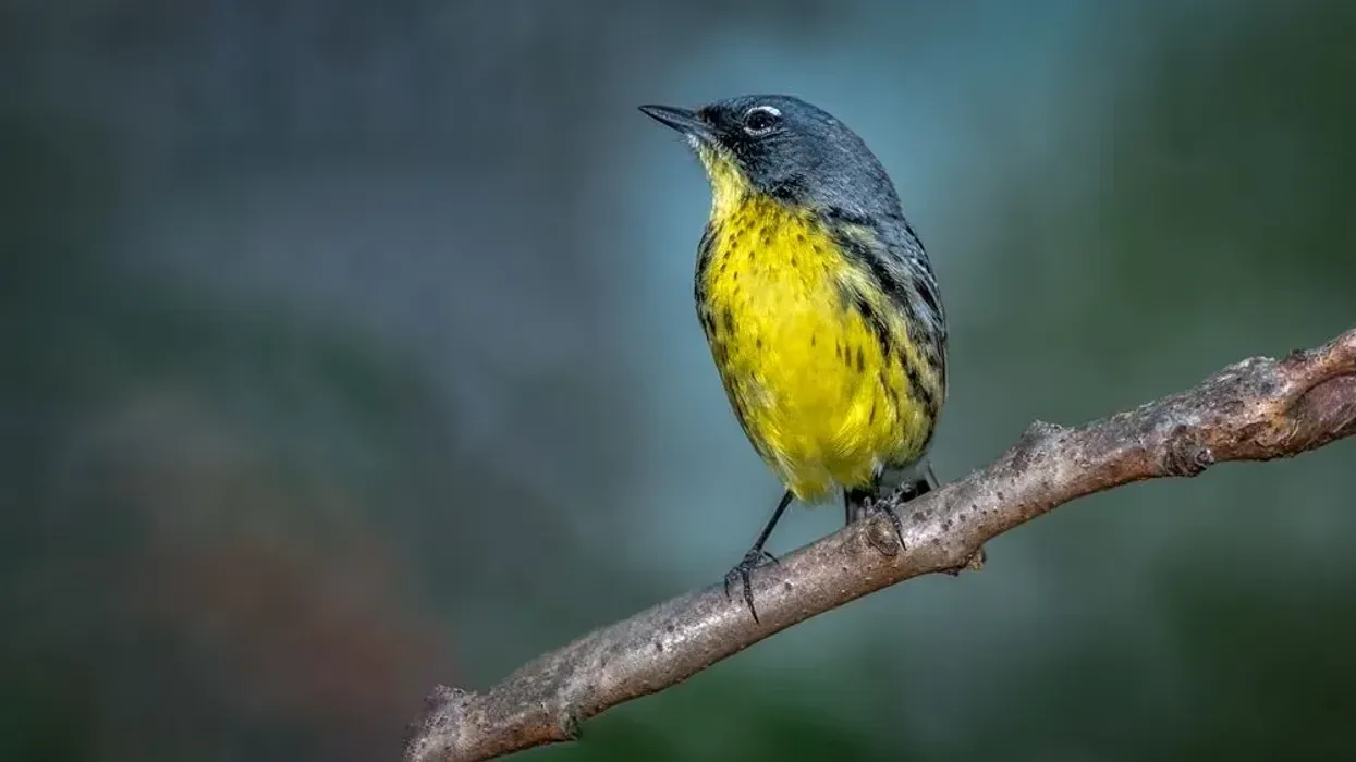 Kirtland's Warbler facts about a bird, only found in forests of young jack pines.