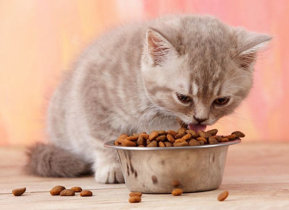 Kitten eating food in bowl.