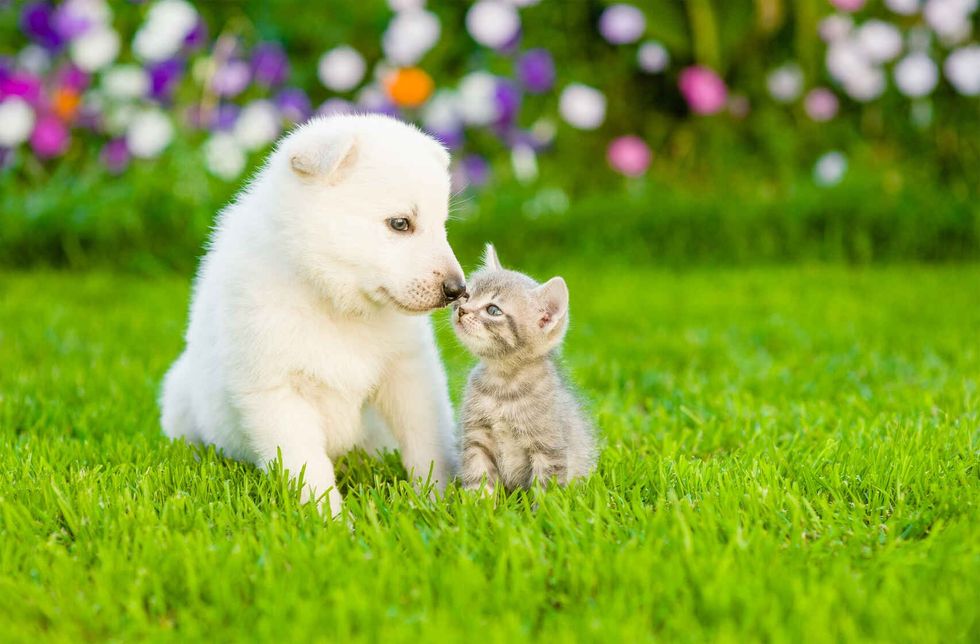 Kitten kissing White Swiss Shepherd`s puppy on green grass.