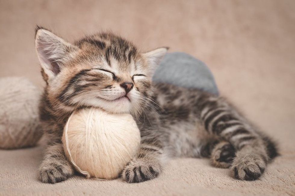 Kitten sleeps resting its head on a ball of yarn.