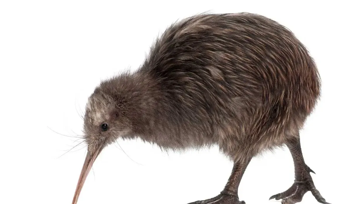 Kiwi facts will get you interested in this amazing small bird.