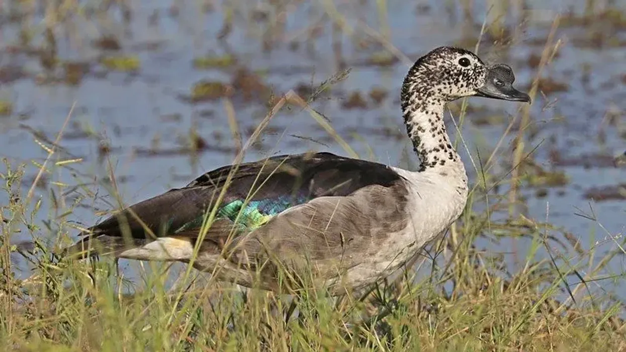 Knob-billed duck facts include that the males have the distinct knob on their bill, while the females don't.