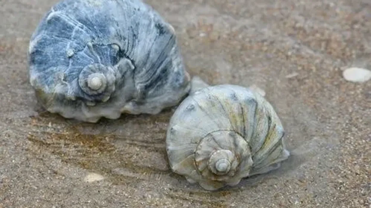 Knobbed whelk facts, like they have been in existence for almost around 30 million years, are interesting.