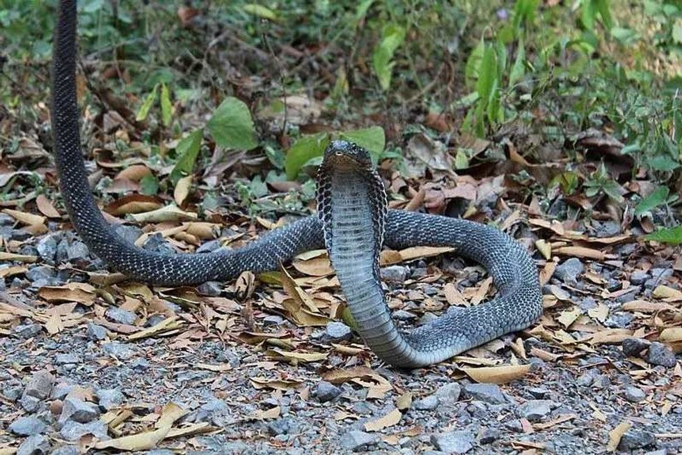 Fun Andaman Cobra Facts For Kids | Kidadl