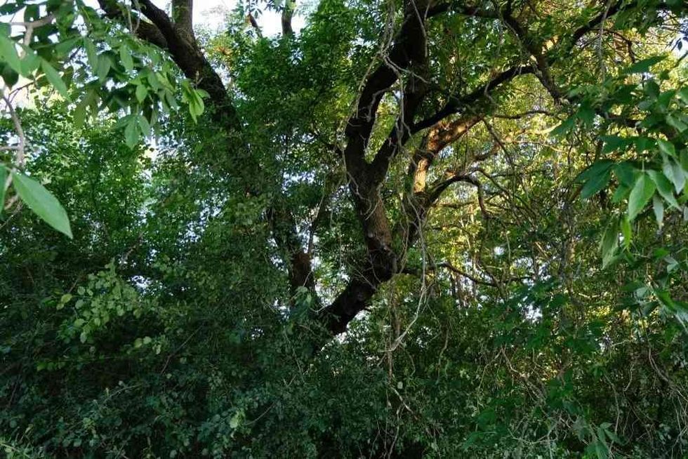 Know about some Black Ash Tree facts