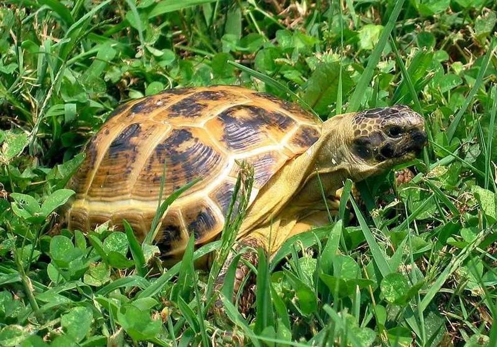 Fun Russian Tortoise Facts For Kids 