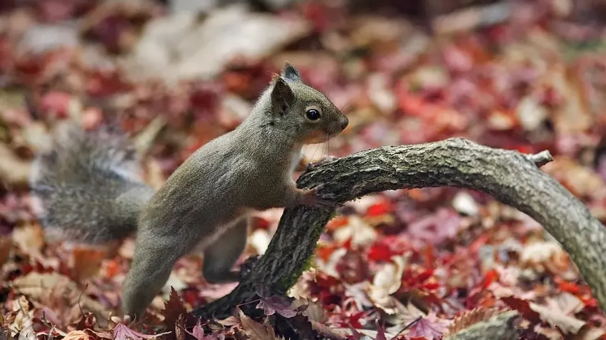 Know about the wildlife of Japan with these Japanese squirrel facts.