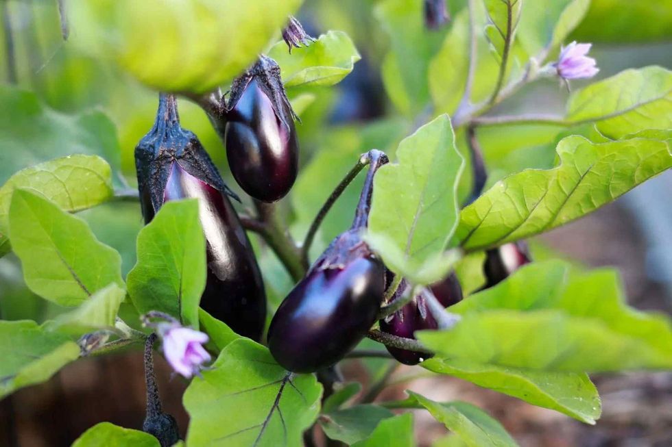 Know about these interesting eggplant nutrition facts.