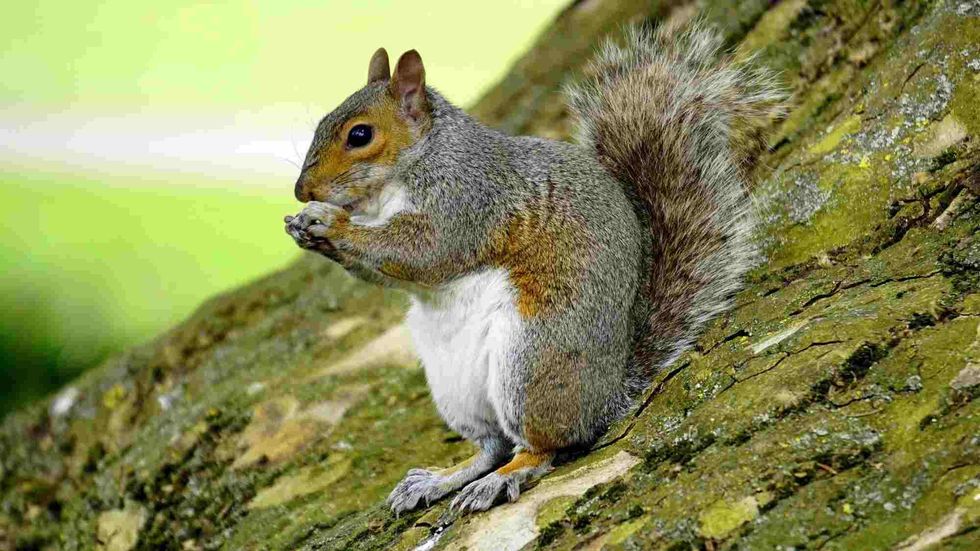 Know about what squirrels eat and if they like apples.