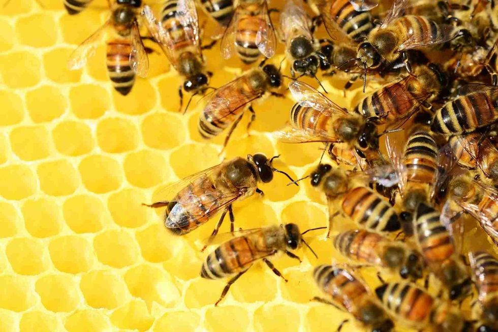 Know all about bees and their honey making.