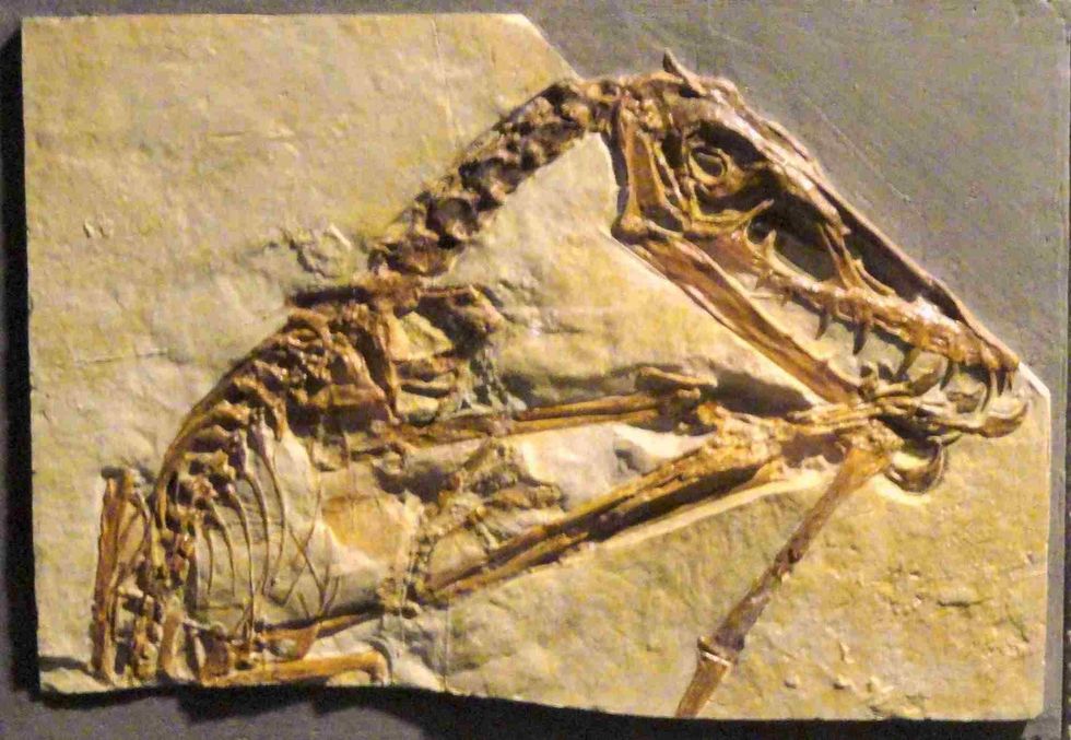 Know all about life and habitat of Scaphognathus.
