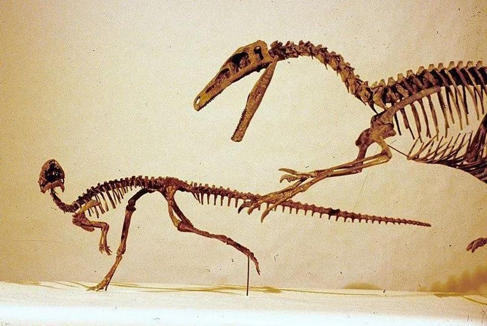 Know all about the Orodromeus from the prehistoric age.