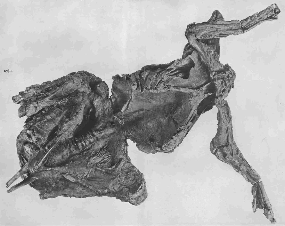Know all amazing facts about the Trachodon dinosaur.
