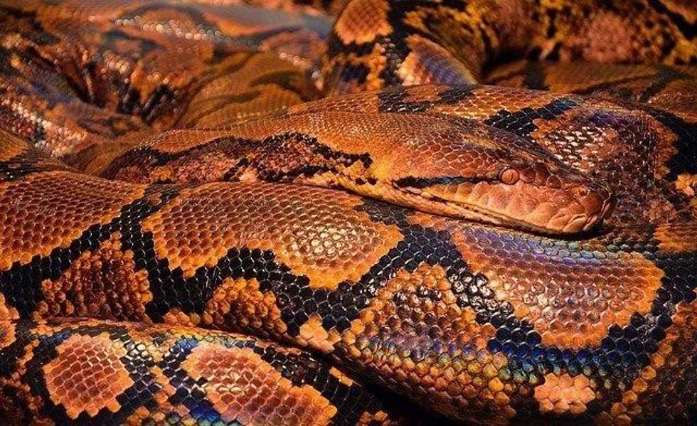 Know all facts about snake skin and its uses.
