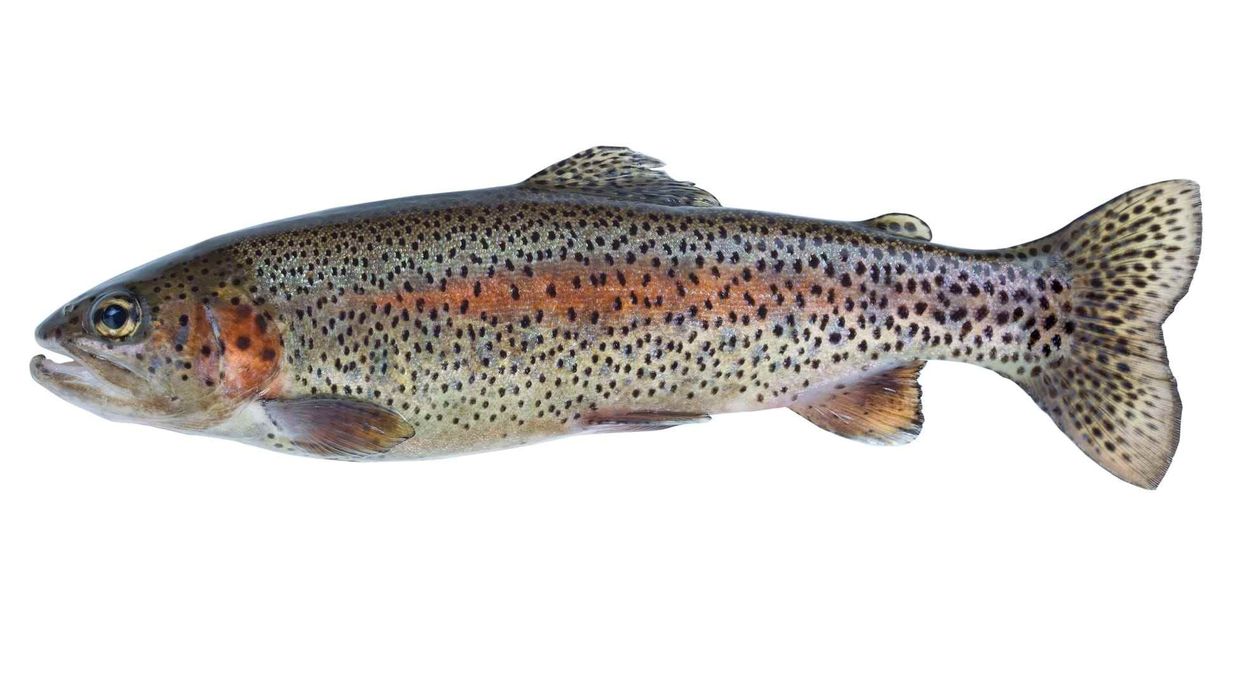 Know amazing facts about rainbow trout.