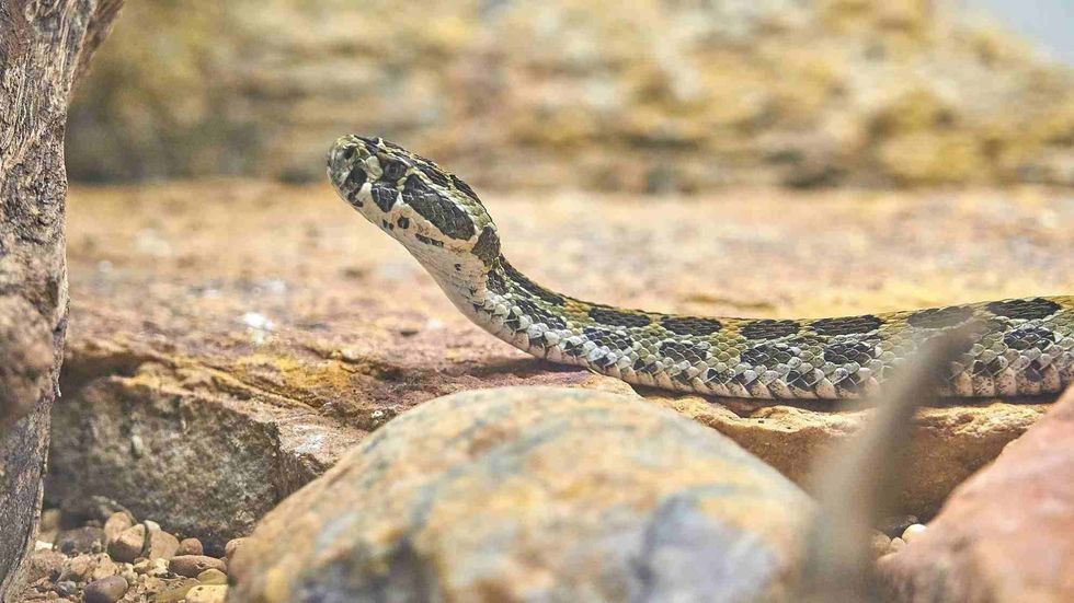 Know amazing facts about snakes and how they poop.