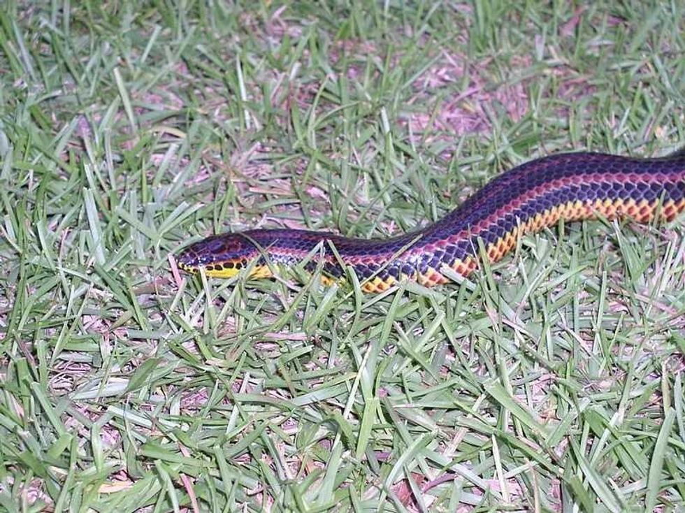 Fun Rainbow Snake Facts For Kids | Kidadl