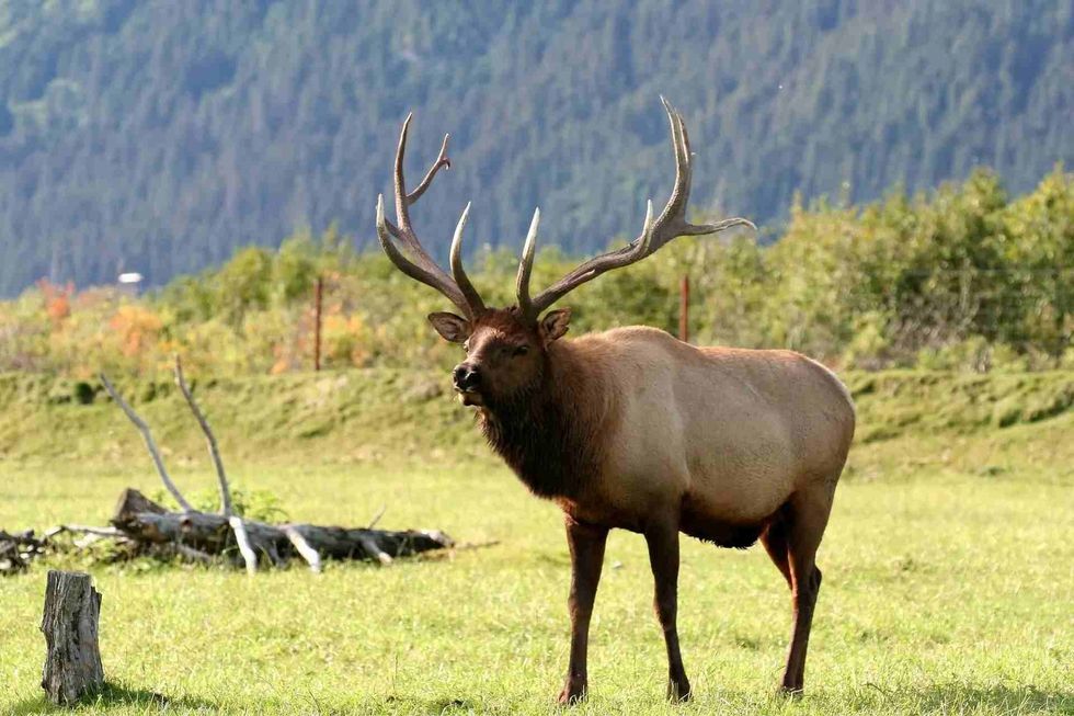 Know if female reindeers have antlers and how to identify them.