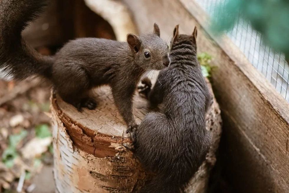Know if squirrels really mate for life.