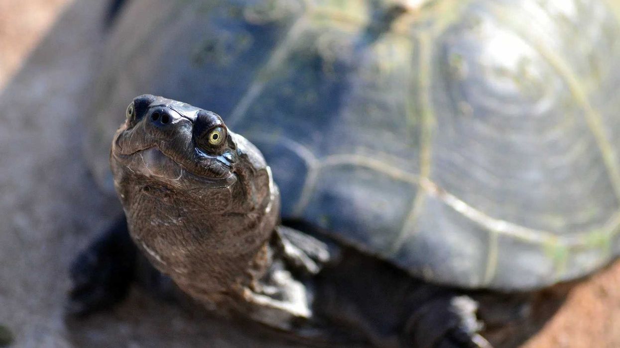 Know if turtles make noise and other amazing facts.