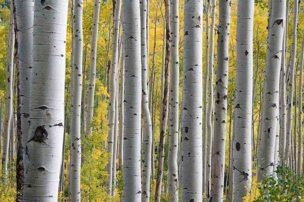Know more about some Black Birch Tree facts!