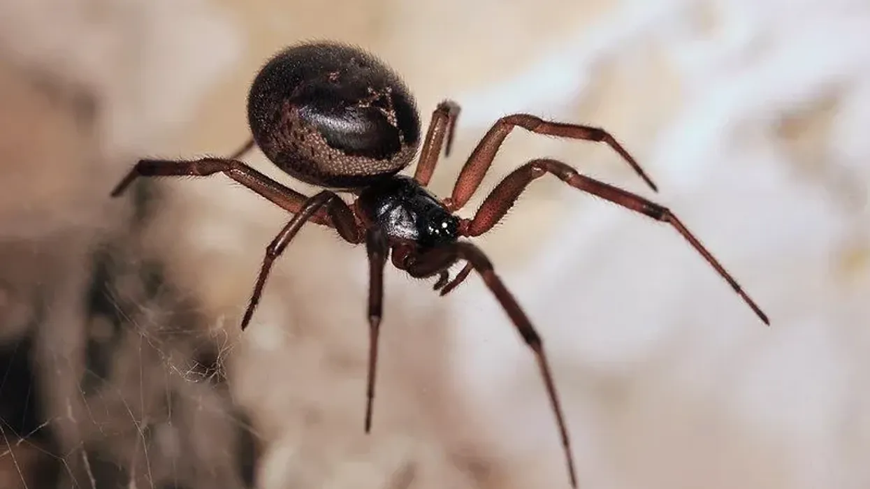 Know more about this anthropod by reading these British False Widow Spider facts