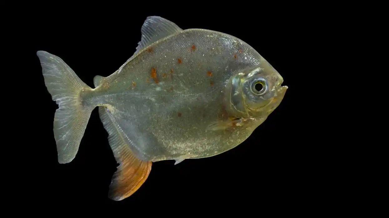 Know more about this beautiful aquatic creature by reading these silver dollar facts.