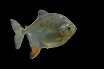 Know more about this beautiful aquatic creature by reading these silver dollar facts.