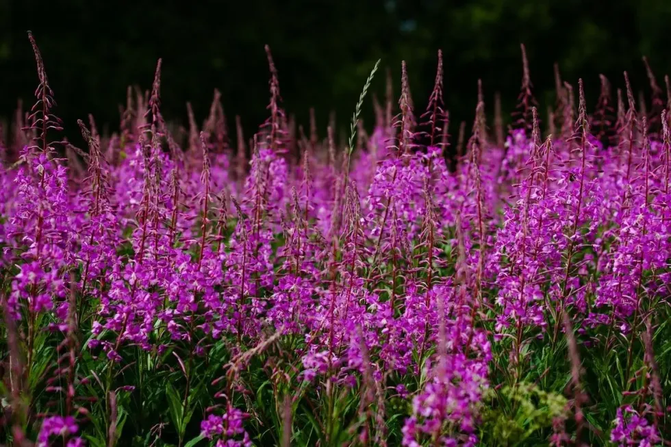 Know the fireweed facts!