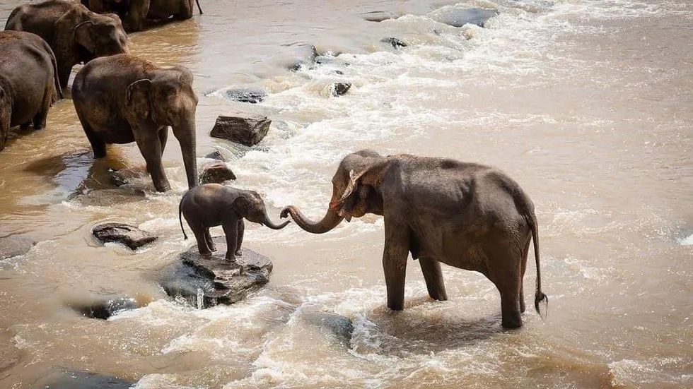 know the scientific name for the African elephant