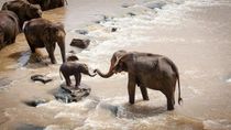 46 Amazing African Elephant Facts For Kids 