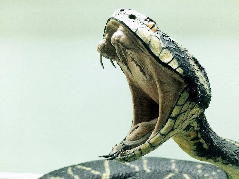 Know which is more dangerous, King Cobra or Black Mamba.