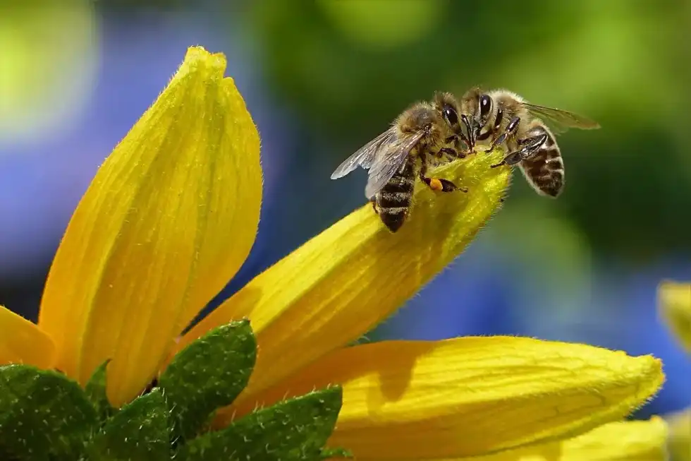 Knowing about ground bees sting is always interesting.