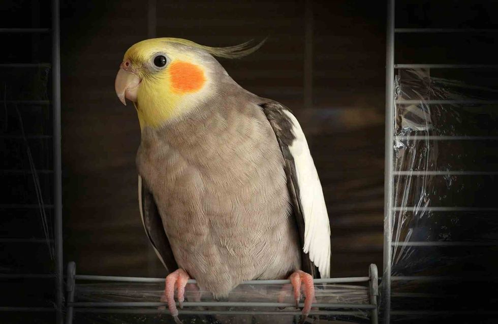 Known as the smallest birds of the cockatoo family