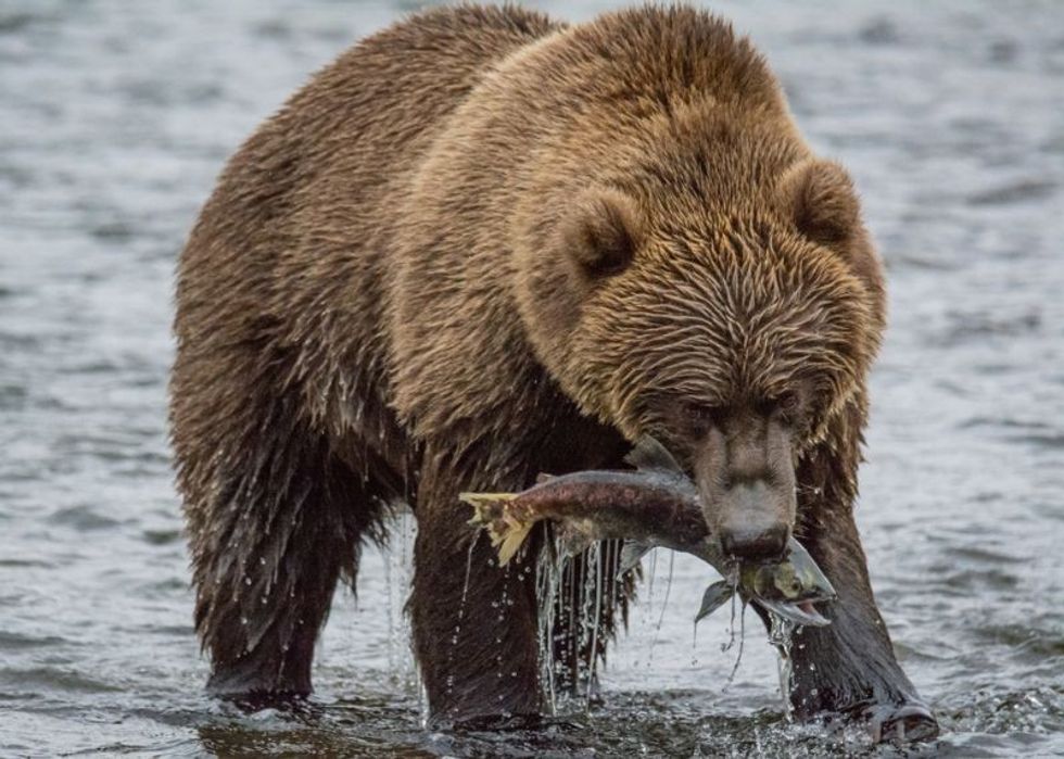 Kodiak Brown bear on kodiak island