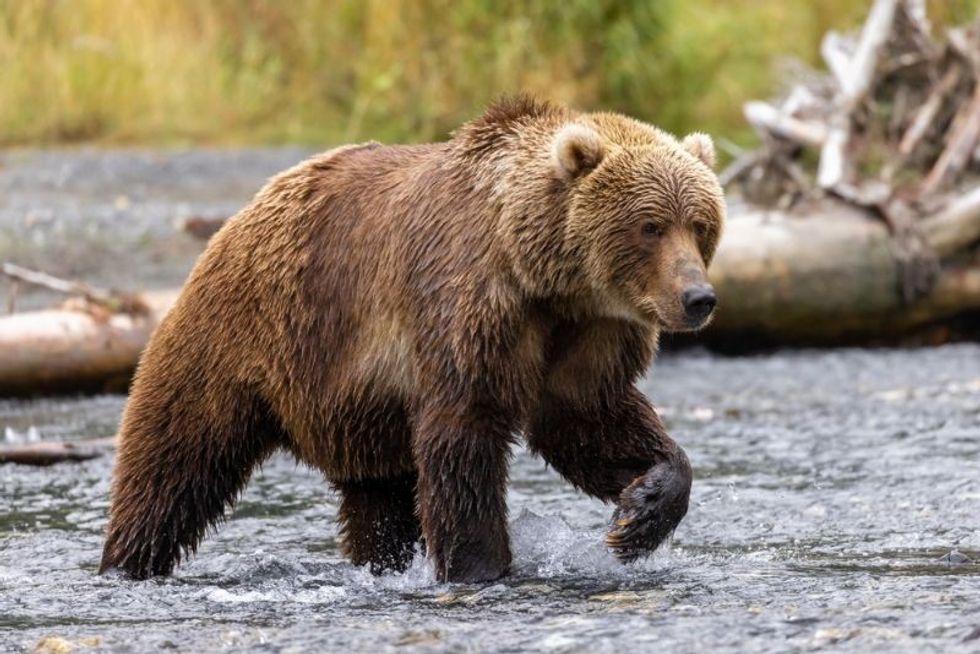 Kodiak Bear Size How Big Are They Compared To The Giant Grizzlies Kidadl