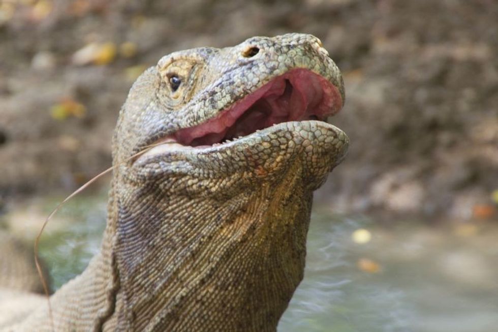 Komodo dragon with open mouth