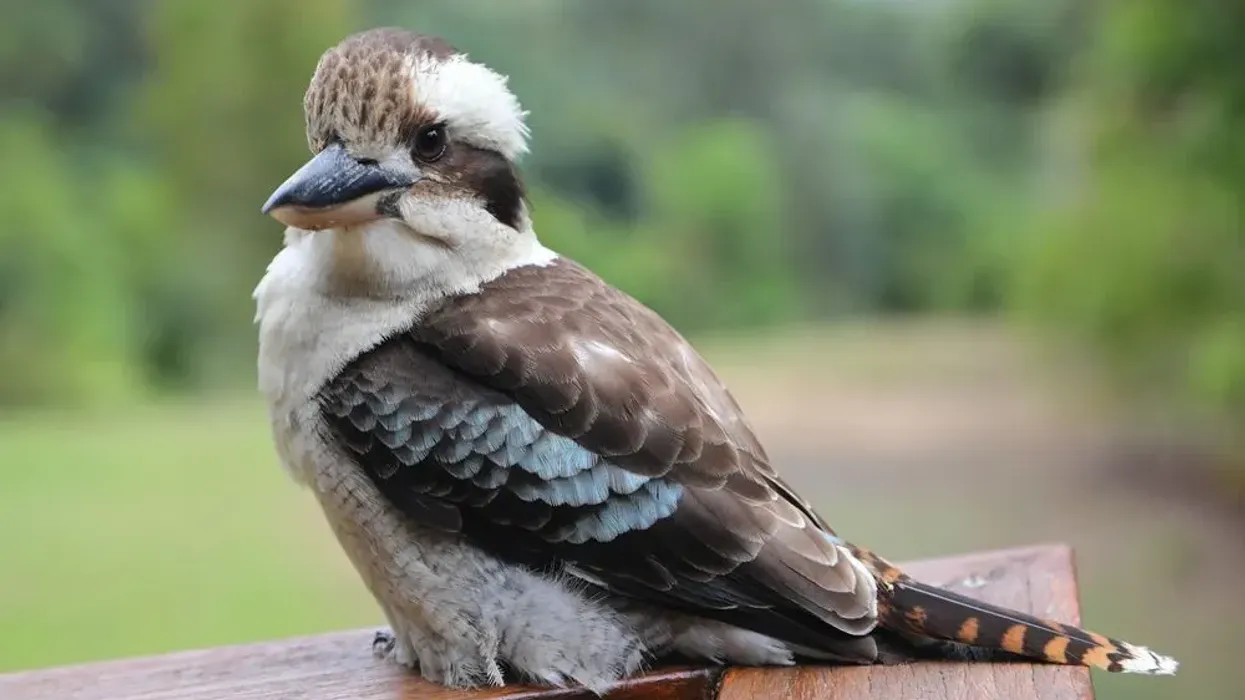 Kookaburra facts such as different species of kookaburras are native to Australia and New Zealand are interesting.