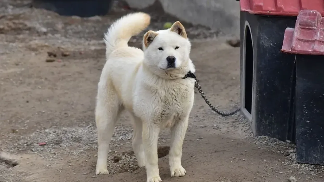 Korean Jindo facts let you know about an intelligent and loyal companion dog.