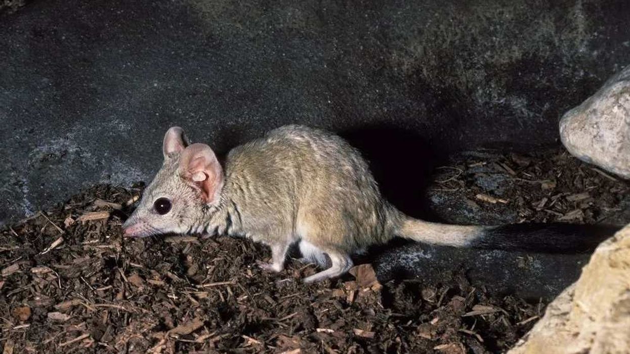 Kowari facts about a unique Australian rat of the Dasyuridae family.