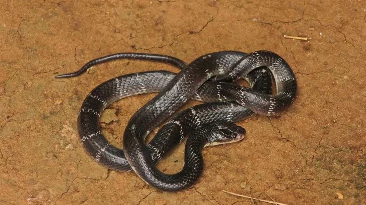 Krait facts that there are 12 species of kraits known as of yet.